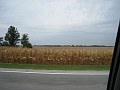 Indiana - Corn Fields.